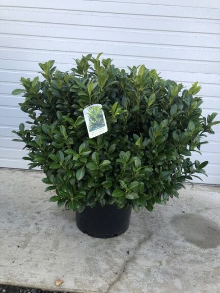 Woodburn Nursery & Azaleas Inc. Prunus laurocerasus ‘Green Goblet’