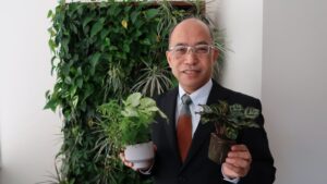 Suntory Flowers Developing Green Wall Systems Using New ‘Pafcal’ Material