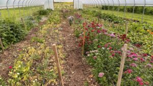 Anaerobic Soil Disinfestation: A Sustainable Solution for Soilborne Diseases