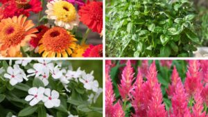 Video(s) of the Week: 5 New AAS Winners for 2025