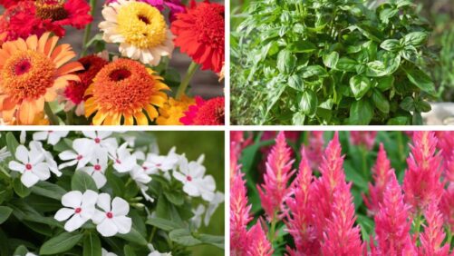 Video(s) of the Week: 5 New AAS Winners for 2025