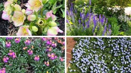 The Early Flower Captures the Buyer