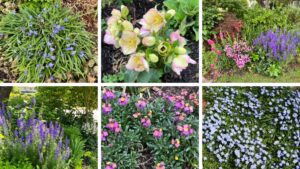 Colorful Flowering Plants to Welcome Spring to Your Garden