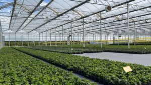 How Energy Costs and Regulations Are Affecting the Greenhouse Market