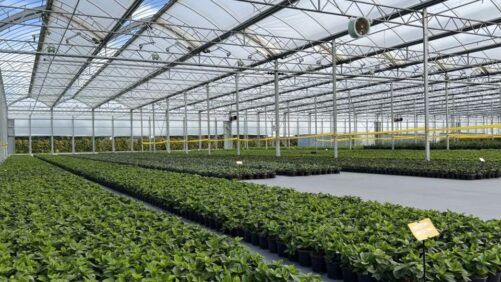 How Energy Costs and Regulations Are Affecting the Greenhouse Market