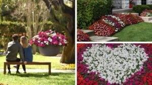Beacon Impatiens Announces New Charities for the 2025 Growing Season