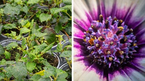 The Continuous Evolution of Greenhouse Insect Control