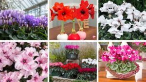 Look Out for These New Cyclamen and Amaryllis Varieties