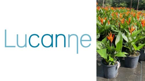 Dümmen Orange Transfers Heliconia Breeding Program to Lucanne B.V.