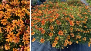 Terra Nova Nurseries Adds New Variety to Its Coreopsis NOVA Series