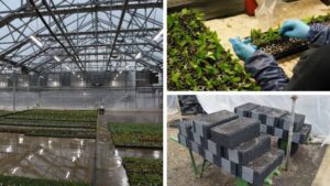 5 of the Best Practices in Unrooted Cutting Propagation