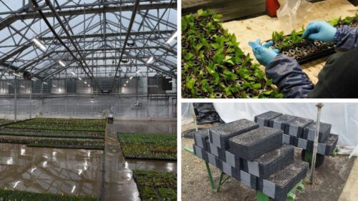 5 of the Best Practices in Unrooted Cutting Propagation