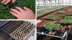 Best Practices for Spring Plug and Liner Transplanting