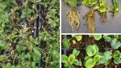 How To Identify and Eradicate Black Root Rot in Bedding Plants