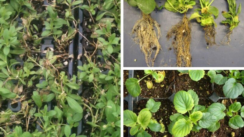 Procera Root Rot How To Identify and Eradicate Black Root Rot in Bedding Plants
