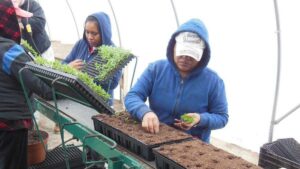 How To Avoid Holding Rooted Cuttings and Plugs for Too Long