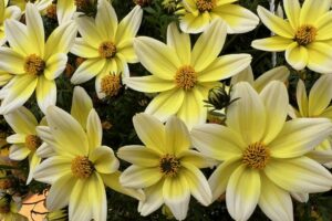 K: Kientzler’s Bidens ‘Bee Spicy Electric White Imp.’