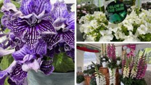 Dr. A’s Top Picks From California Spring Trials 2025, Day 1