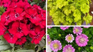 Dr. A’s Top Picks From California Spring Trials 2025, Day 2