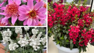 Highlights From Day 2 of California Spring Trials 2025