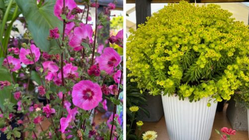 Dr. A’s Top Picks From California Spring Trials 2025, Day 3