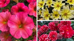 Dr. A’s Top Picks From California Spring Trials 2025, Day 4