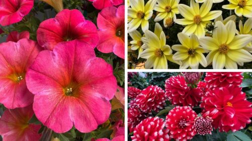 Dr. A’s Top Picks From California Spring Trials 2025, Day 4