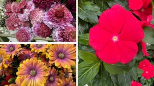 Highlights From Day 4 of California Spring Trials 2025