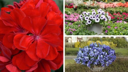 Colorful Varieties To Expect at California Spring Trials 2025