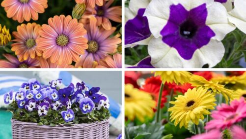 California Spring Trials 2025: A Final Sneak Peek at New Varieties