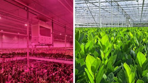 Why Dehumidification Is Essential for Sustainable Flower Farming