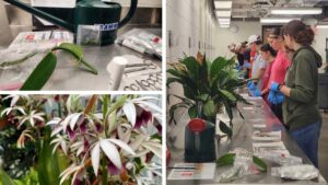 University Teamwork Keeps Orchids Strong and Healthy