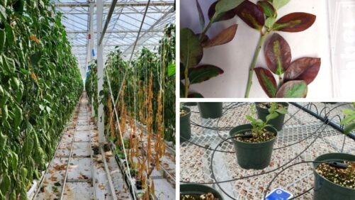 Greenhouse Diseases and Best Practices for Managing Them
