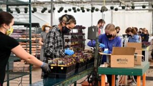 New Report Highlights Labor Challenges and Strategies for Greenhouse Growers