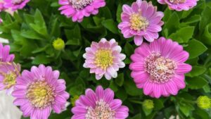 An A-to-Z Look Back at the 2025 California Spring Trials