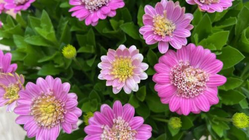 An A-to-Z Look Back at the 2025 California Spring Trials