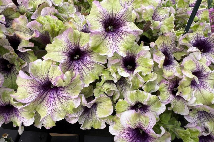 A: Amazonas Plum Cockatoo Petunia at Danziger