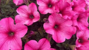 Westhoff Update: A Focus on Petunias, and an Updated Supplier Network