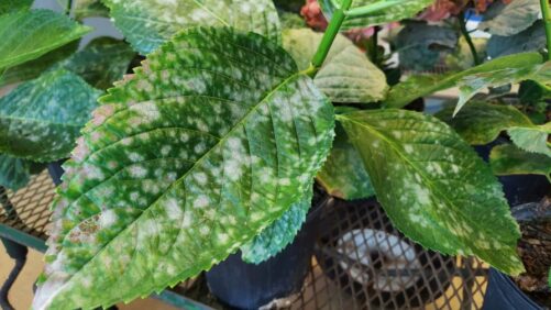 Recent Updates in Greenhouse Disease Control Research