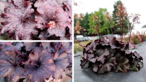 Terra Nova Debuts New Heuchera Variety From Its Sun Garden Trials