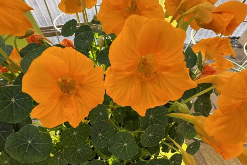 T: Tropaeolum Baby Series at American Takii