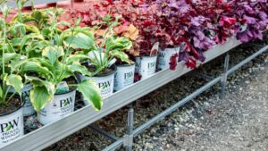 The Proven Winners 2025 Perennial Survey Shows Strong Trends