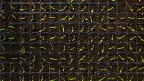 How To Boost Nutrition in Young Plant Transplants