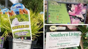 The Power of Branding in Boosting Plant Value
