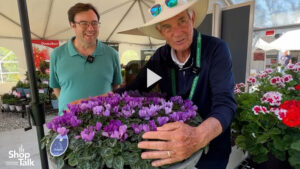 Videos from CAST 2025: A Closer Look at Cyclamen ‘Dragon Blue’