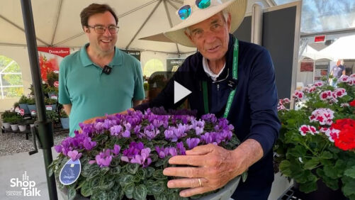 Videos from CAST 2025: A Closer Look at Cyclamen ‘Dragon Blue’