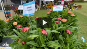 Videos from CAST 2025: Granvia Improvements from Suntory Flowers