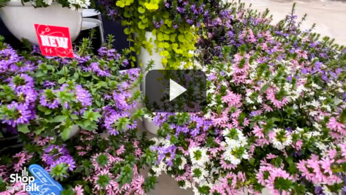Videos from CAST 2025: Scaevola ‘Fanatix’ from Syngenta Flowers