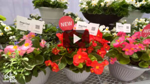 Videos From CAST 2025: Benary’s New Begonia Mega Cool Series