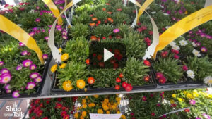 Videos from CAST 2025: Ice Plant Series from Dümmen Orange